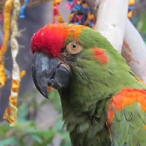 Red-fronted Macaw