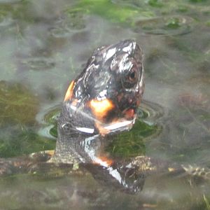 Bog Turtle
