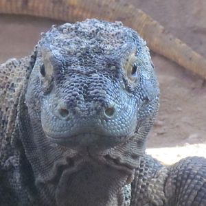 Komodo Dragon