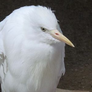 Western Cattle Egret