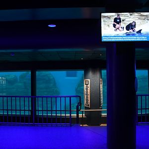 Seven Seas - Underwater Viewing Area