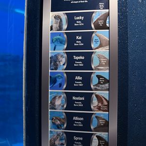 Seven Seas - Dolphin ID Sign