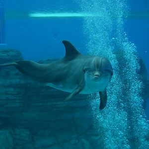 Seven Seas - Atlantic Bottlenose Dolphin (Spree)