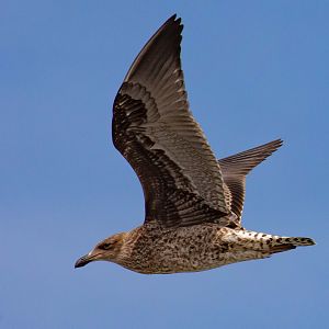 Kelp Gull juvenile