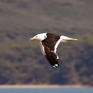 Kelp Gull