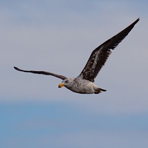 Pacific Gull, 3rd year