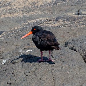 Sooty Oystercatcher
