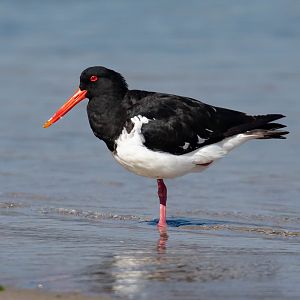 Australian Pied Oystercatcher