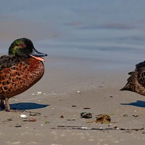 Chestnut Teal