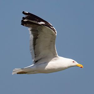 Kelp Gull