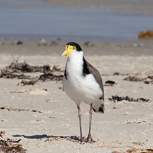 Masked Lapwing