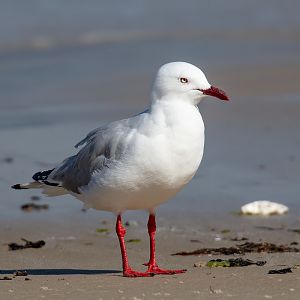 Silver Gull