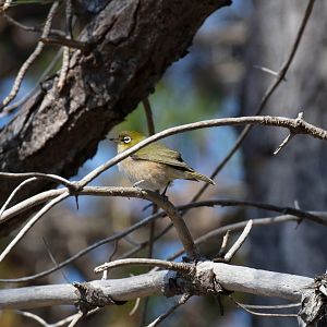 Silvereye