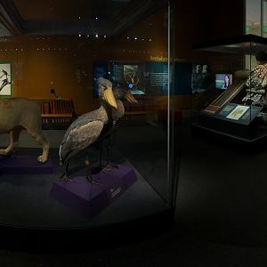 Objects Of Wonder Exhibit - Panorama 2
