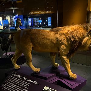Theodore Roosevelt's Lion - Side 1