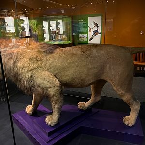 Theodore Roosevelt's Lion - Side 2