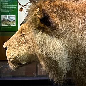 Theodore Roosevelt's Lion - Side Profile