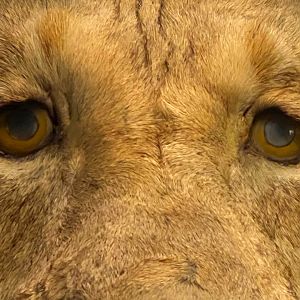 Theodore Roosevelt's Lion - Eyes Closeup