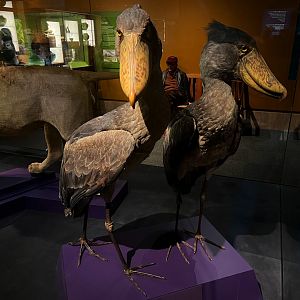 Shoebills