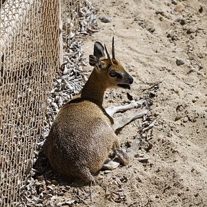 Klipspringer