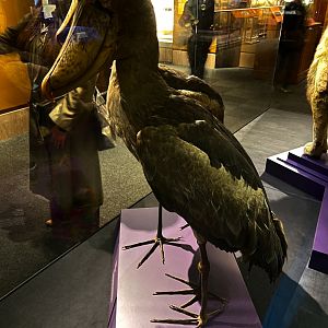 Shoebill