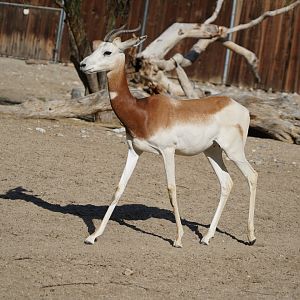 Addra Gazelle