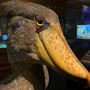 Shoebill Side Closeup