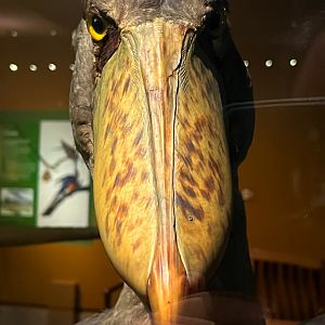 Shoebill Front Closeup