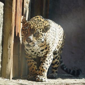 Jaguar