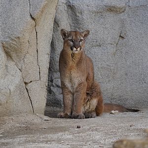 Mountain lion