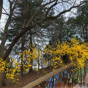 Visitor Center Forsythia Bloom