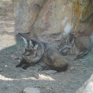 Bat eared foxes