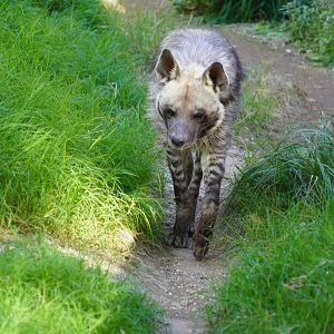 Striped hyena
