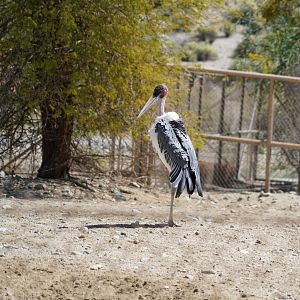 Marabou stork