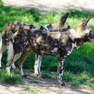 African wild dogs