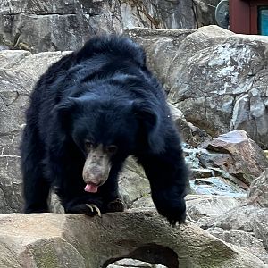 Sloth Bear