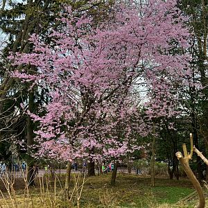 Cherry Tree In Bloom