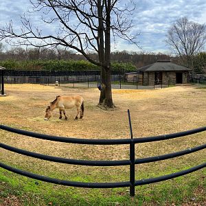 Przewalski's Wild Horse Exhibit