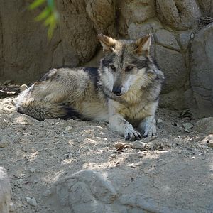 Mexican gray wolf