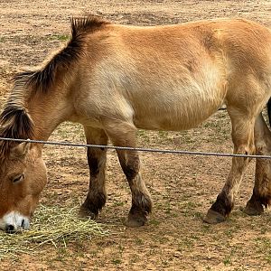 Przewalski's Wild Horse