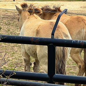 Przewalski's Wild Horses