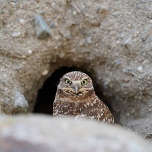 Burrowing owl