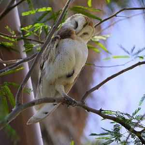 Barn owl