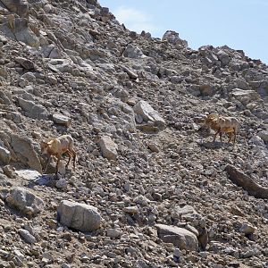 Desert bighorn sheep