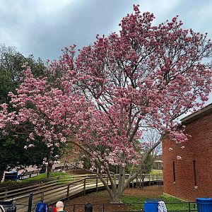 Small Mammal House Saucer Magnolia In Bloom