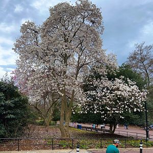Small Mammal House White Dogwood??? In Bloom