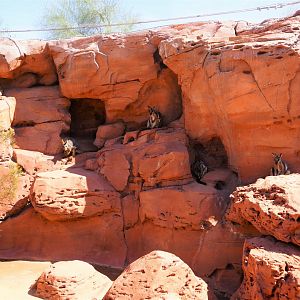 Yellow-footed rock-wallabies