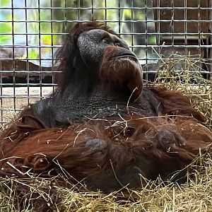 Orangutan Male