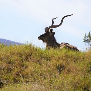 Greater kudu
