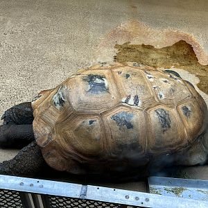 Aldabra Giant Tortoise
